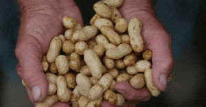 Of peanuts, beer and matters of taste